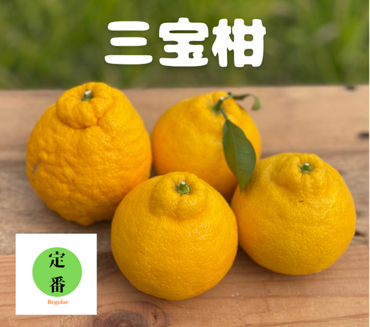 紀州の殿様に献上されたという和歌山の特産品 三宝柑5kg