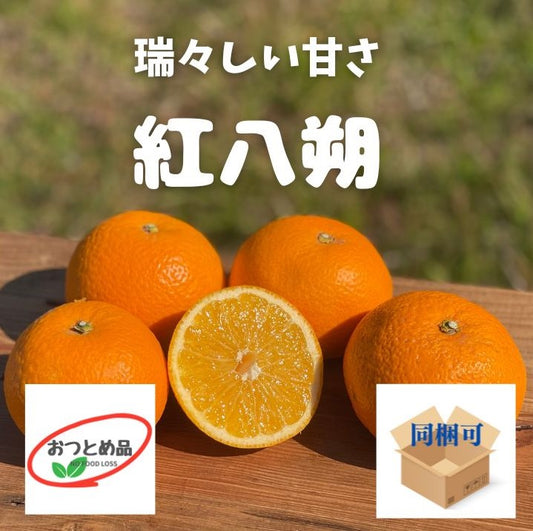 おつとめお買い得!鮮やかな橙赤色と上品な甘さ紅八朔。甘みしっかり・酸味まろやかで子どもにも食べやすい八朔です
