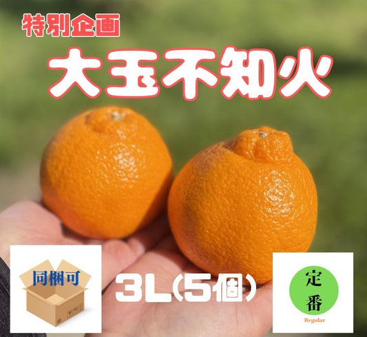 特別企画!“春物オレンジの王様”不知火(しらぬい。いわゆるデコポンですね)がついに本物の甘さに!お待たせしましたキャンペーン!