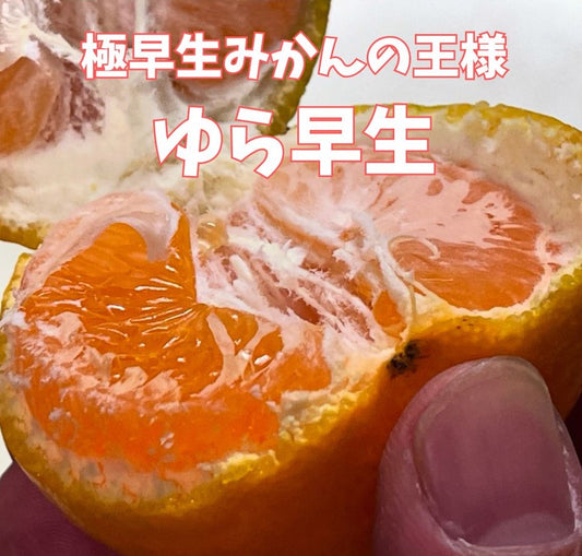 甘さとほどよい酸味!極早生みかんの王様!ゆら早生