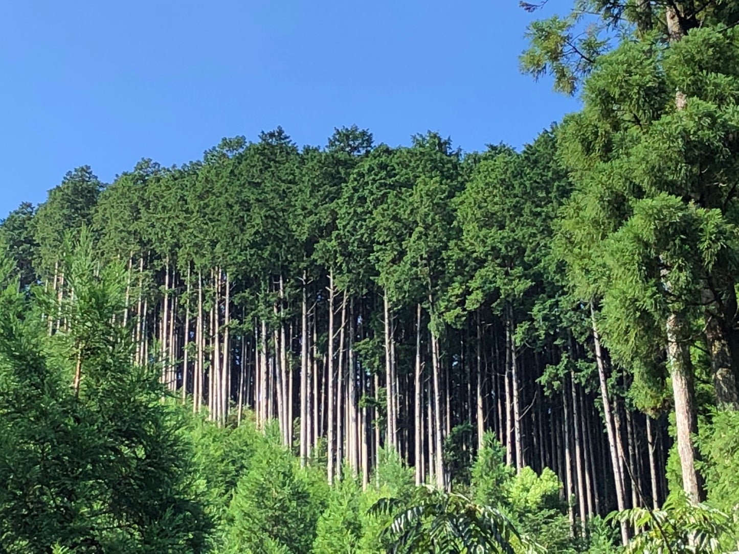 紀州百年檜 おむすび木枠