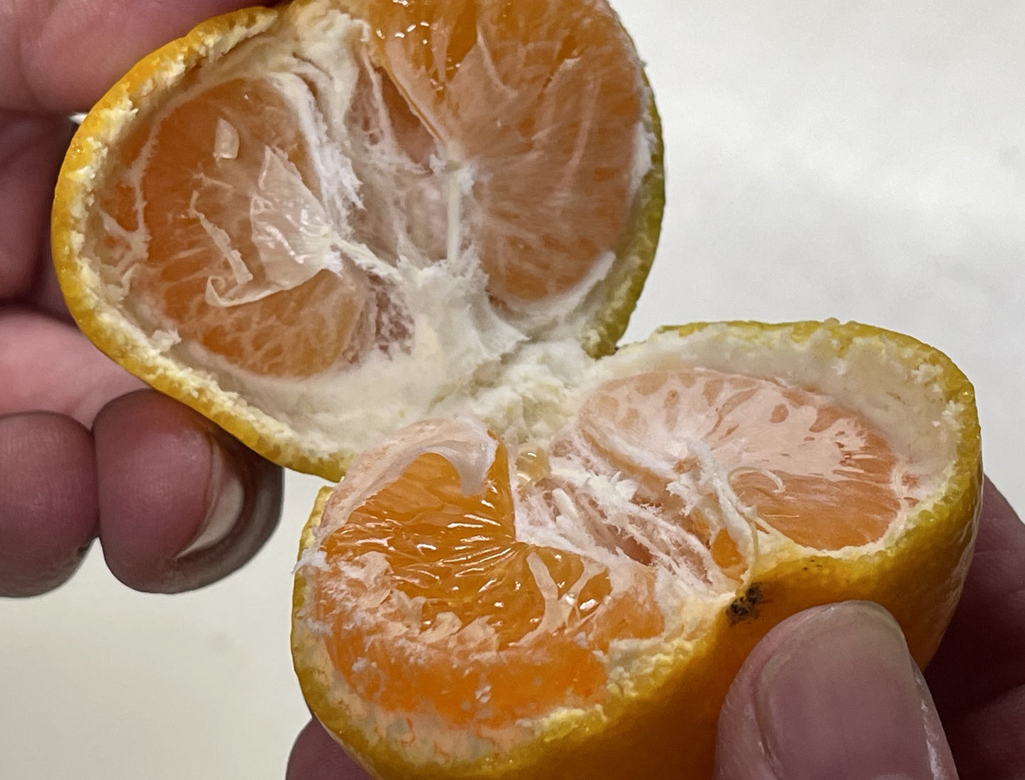 甘さとほどよい酸味!極早生みかんの王様!“粂高(くめたか)のゆら早生
