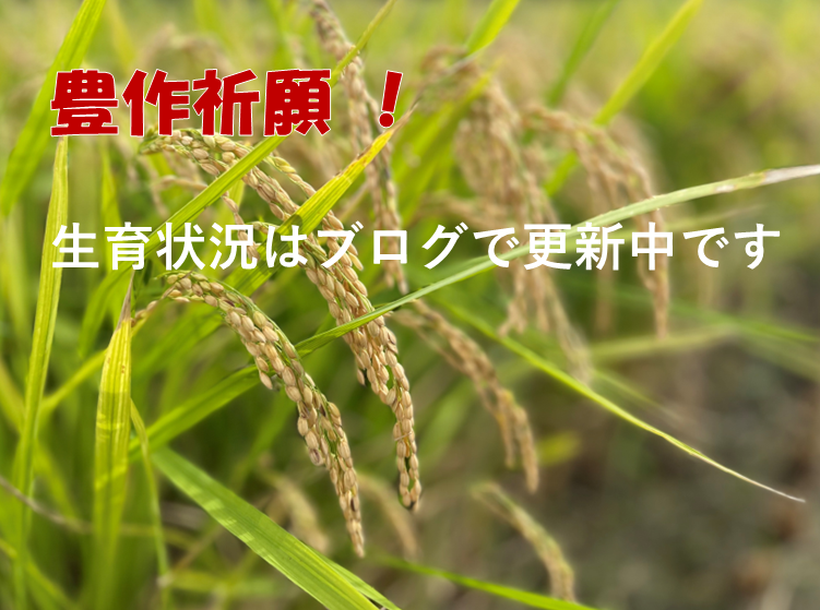 2025年和歌山県産 新米「キヌムスメ」5kg