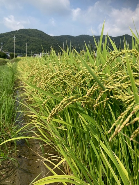 新米きぬむすめ2㎏+極早生みかん2.5㎏詰め合わせ。30名様限定 好評につき送料税込3980円のご奉仕価格継続!