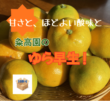 甘さとほどよい酸味!極早生みかんの王様!“粂高(くめたか)のゆら早生