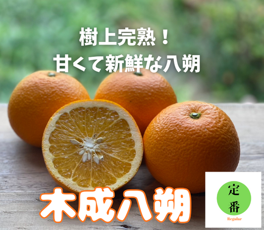 樹上完熟!甘くて新鮮!木成八朔5㎏(サイズはミックス)