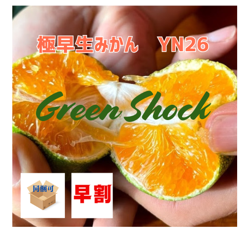 早割!マルシェでも大人気!甘酸っぱさが大人気の極早生みかん。和歌山県オリジナル品種YN26(3㎏)始まります。 先着30名様限定