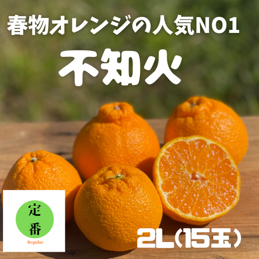 いよいよ始まります!春物オレンジ一番人気!甘くてジューシー和歌山県産不知火(しらぬい)2Lサイズ(15個)