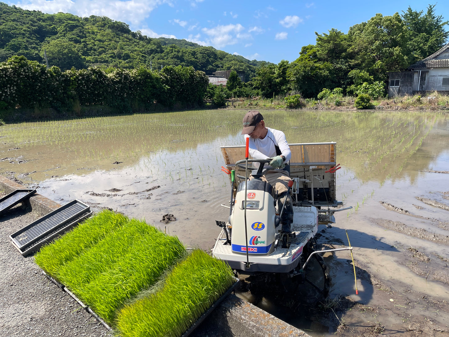送料無料!2025年和歌山県産 新米「キヌムスメ」10kg