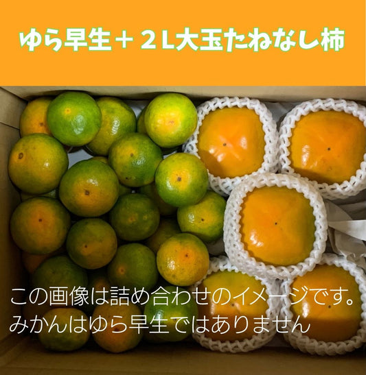 秋の味くらべ|ゆら早生2kgと味心の2Lたねなし柿5個 詰め合わせ