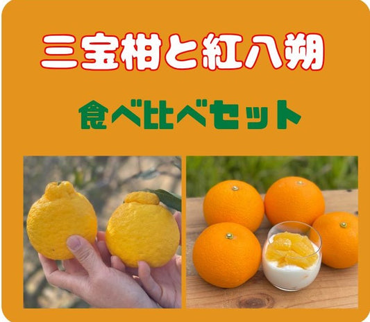 有楽町交通会館マルシェでも人気です!三宝柑と紅八朔。どちらもレア物。おいしいよ!食べ比べセットできました