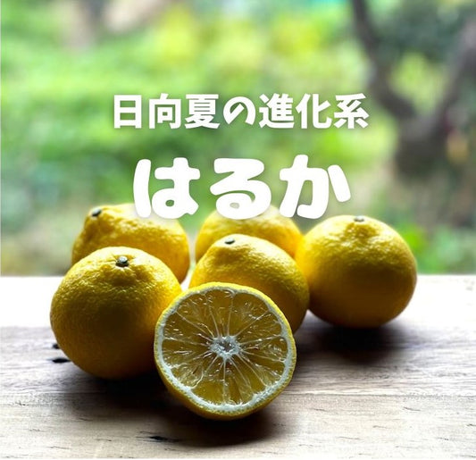 マルシェでも大人気!日向夏の進化系はるか。爽やかな甘みがお口の中に広がります2.6kg~(サイズはミックス)