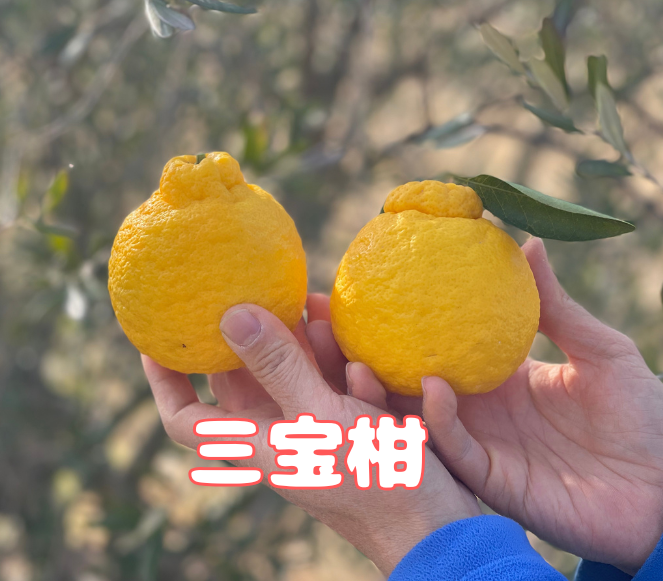 紀州の殿様に献上されたという和歌山の特産品　三宝柑5kg