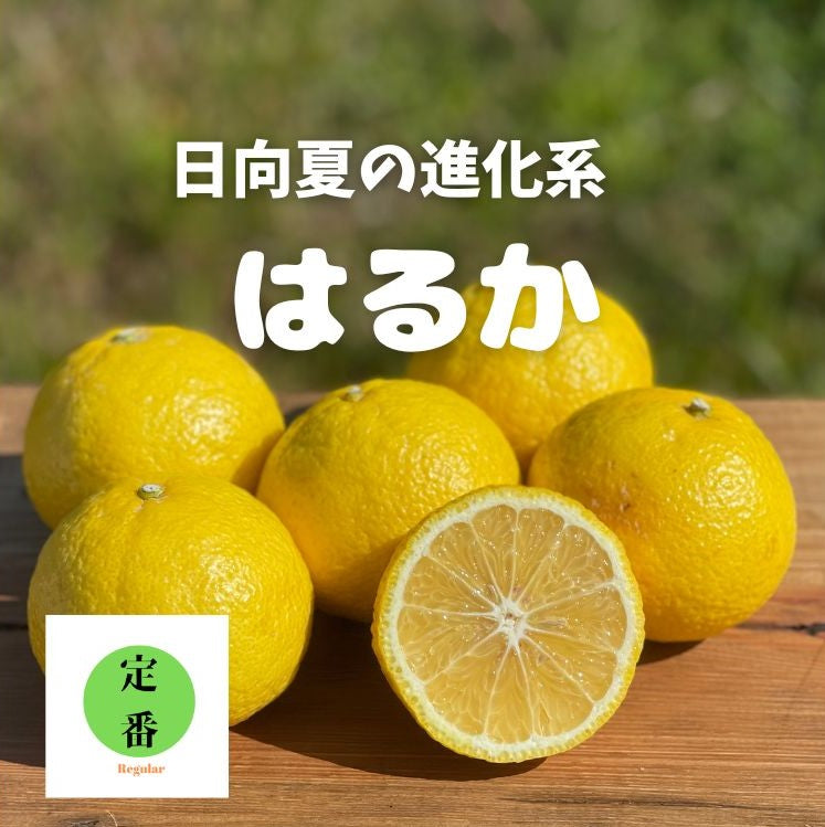 有楽町交通会館マルシェでも人気です！不知火とはるかの食べ比べセット