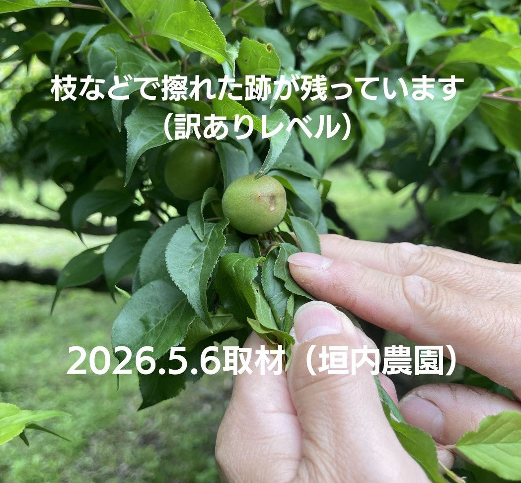 【先行予約！】数量限定！紀州南高梅 青梅 L～2Lサイズ 優品 1kg / 2kg /3kg / 5kg / 10kg