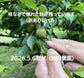 【先行予約！】数量限定！紀州南高梅 青梅 L～2Lサイズ 優品 1kg / 2kg /3kg / 5kg / 10kg
