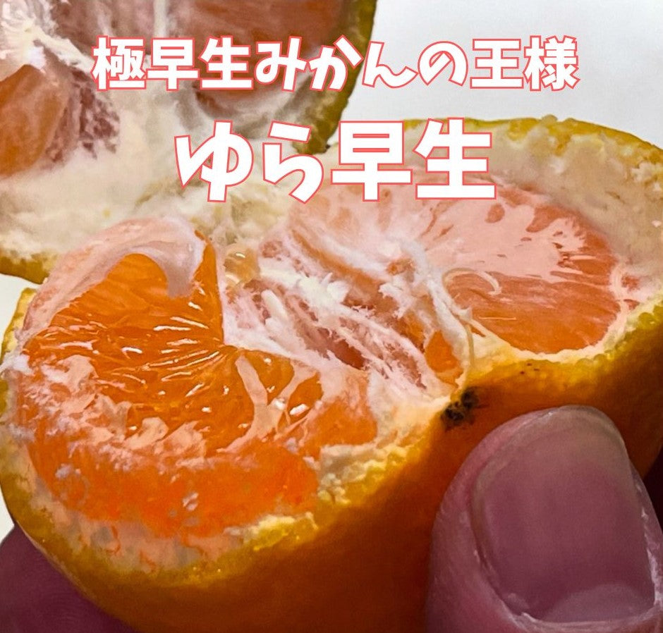 甘さとほどよい酸味！極早生みかんの王様！ゆら早生