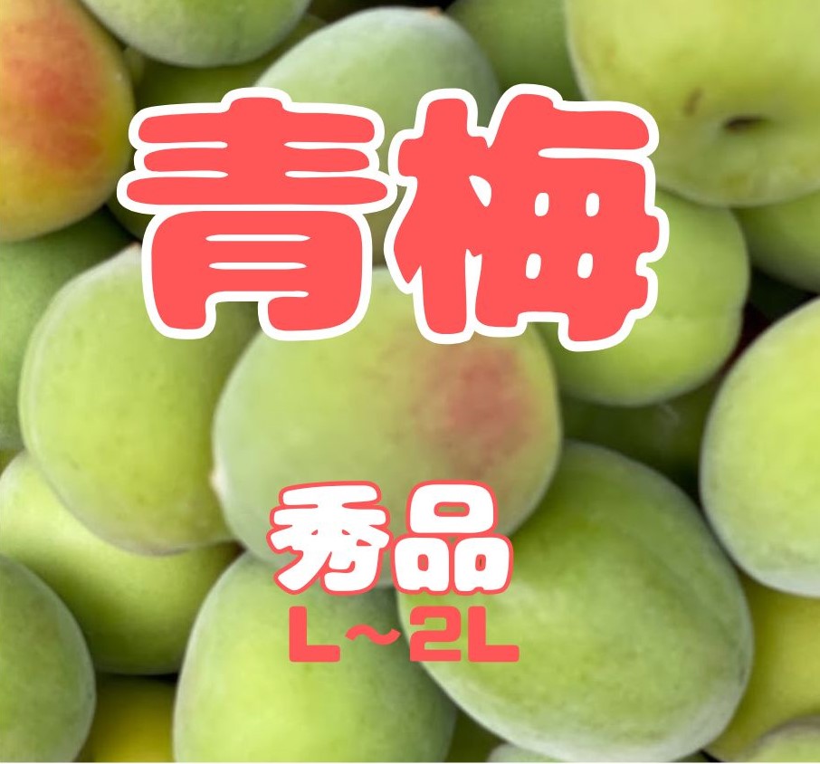 【先行予約！】数量限定！紀州南高梅 青梅 L～2Lサイズ 秀品 1kg / 2kg /3kg / 5kg / 10kg