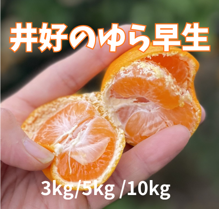 人気！井好のゆら早生みかん