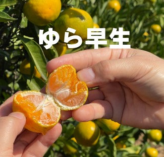紀州産直便　Orange Club みかん編始めます。紀州産直便ならではのおいしいみかんを3カ月限定でお届けするサブスクです。送料無料2890円/月～
