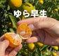 Orange Club ｜2026みかん編（10〜12月）旬の農園みかんを月１回お届けするサブスクです