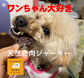 体験セール！送料無料！2袋セット1400円（10名様限定）！ワンちゃん大好き！喰いつきが違う！ペット用天然鹿ジャーキー（ドッグフード・キャットフード）　