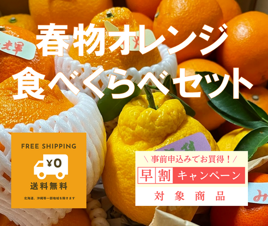 早割！おまかせ春物オレンジの食べ比べセット（体験版）　30名様限定（1月15日（水）までにお申し込みください）