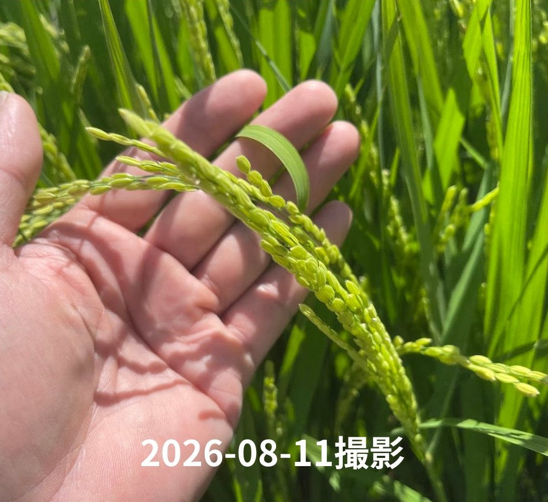【新米・送料無料】垣内農園 にじのきらめき 5kg/10kg｜日高川町産