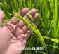 【新米・送料無料】垣内農園 にじのきらめき 5kg/10kg｜日高川町産