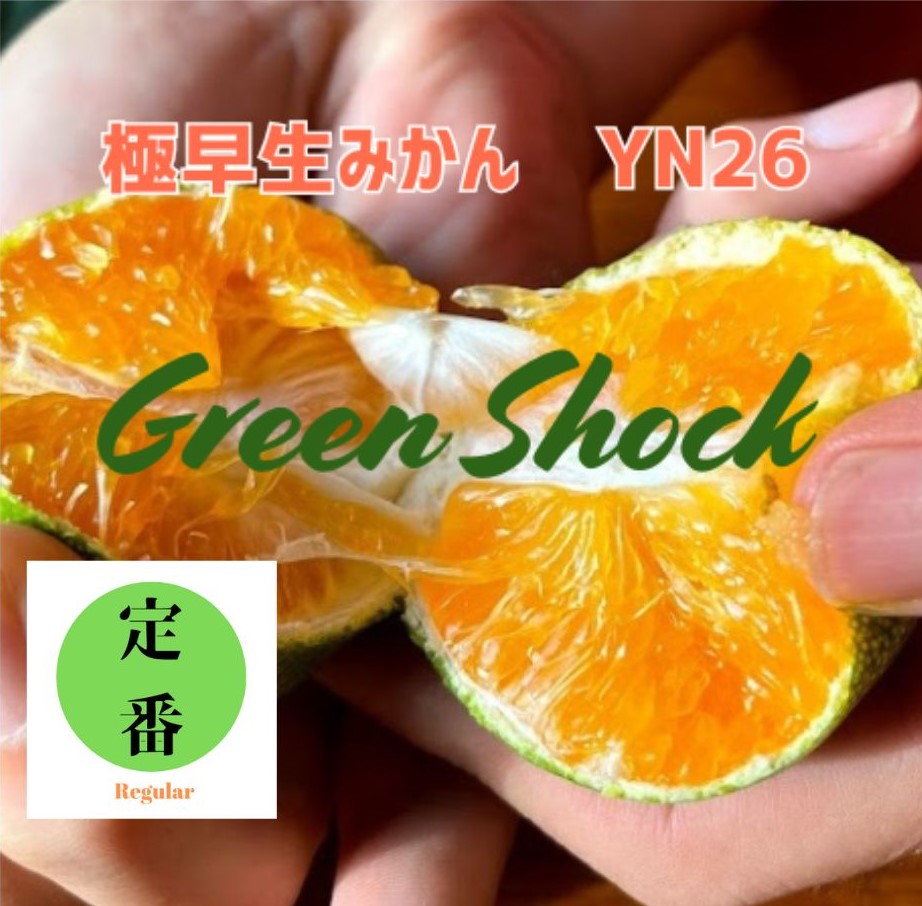 極早生みかん YN26｜産地直送・マルシェでも大人気！甘酸っぱい和歌山県オリジナル品種