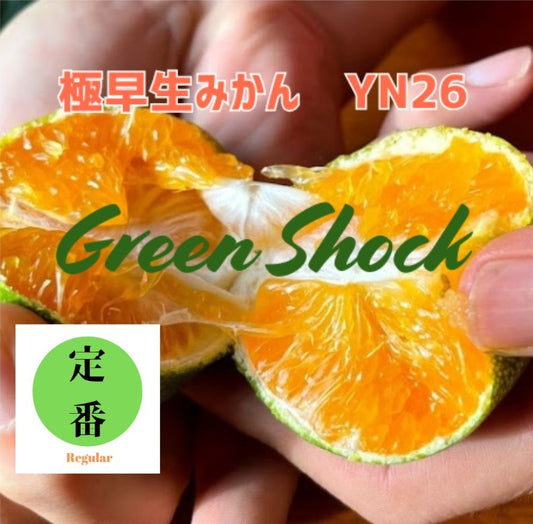 極早生みかん YN26｜産地直送・マルシェでも大人気！甘酸っぱい和歌山県オリジナル品種
