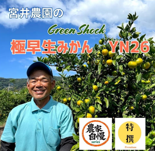 🍊 農家自慢｜宮井農園が胸を張る極早生みかんYN26｜Green Shock！果皮は緑なのに、実は濃いオレンジ