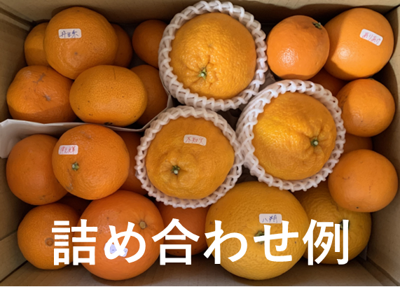 早割！おまかせ春物オレンジの食べ比べセット（体験版）　30名様限定（1月15日（水）までにお申し込みください）