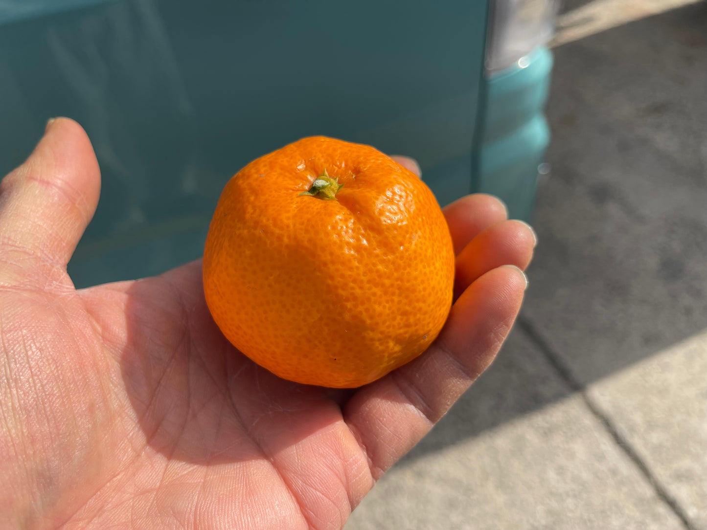 春物オレンジらしさをぎゅっと凝縮。手で剥けて濃い味。津之輝（つのかがやき）