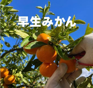 紀州産直便　Orange Club みかん編始めます。紀州産直便ならではのおいしいみかんを3カ月限定でお届けするサブスクです。送料無料2890円/月～