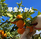 紀州産直便　Orange Club みかん編始めます。紀州産直便ならではのおいしいみかんを3カ月限定でお届けするサブスクです。送料無料2890円/月～