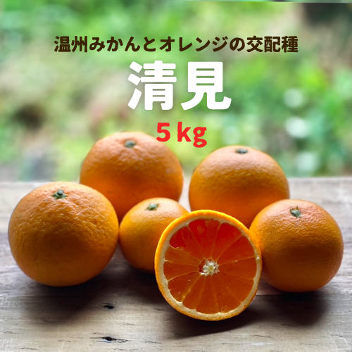 甘い果汁がたっぷり！和歌山県産清見オレンジ5kg（サイズはミックス）