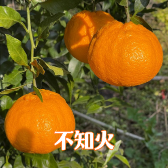 会員募集中！Orange Club 2026～2027｜満喫編（10〜翌4月）｜旬のみかん、春物オレンジを月1回、7カ月間、お届けするサブスクです
