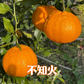 会員募集中！Orange Club 2026～2027｜満喫編（10〜翌4月）｜旬のみかん、春物オレンジを月1回、7カ月間、お届けするサブスクです
