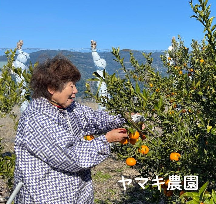 春物オレンジらしさをぎゅっと凝縮。手で剥けて濃い味。津之輝（つのかがやき）