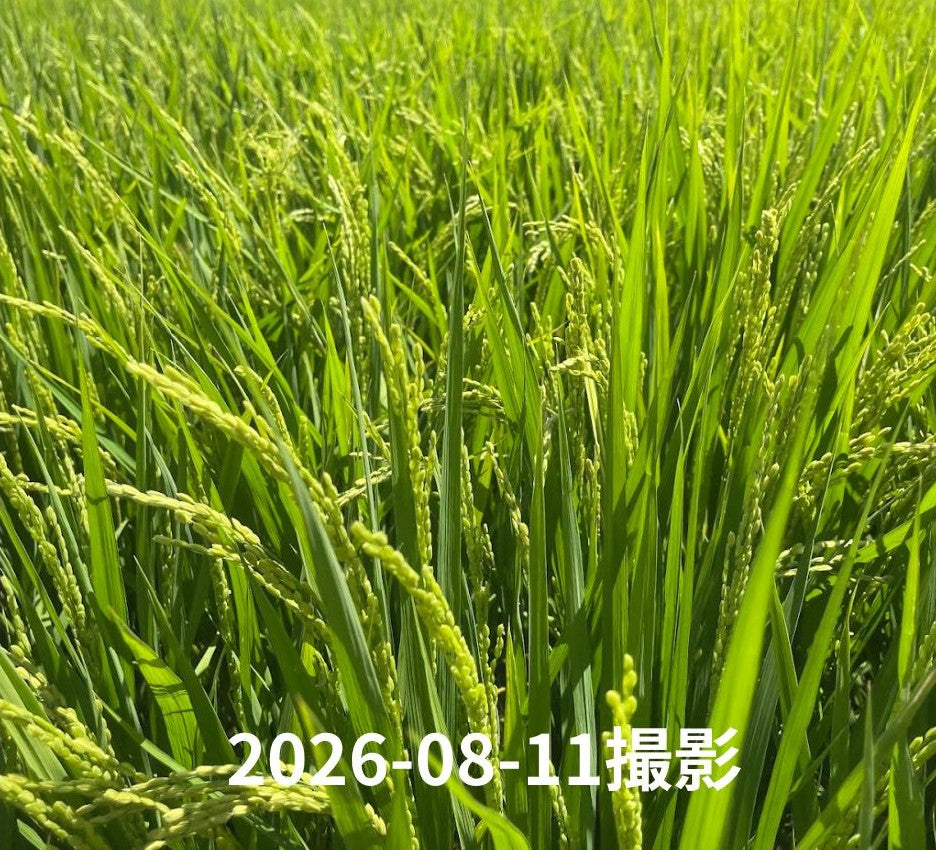 【新米・送料無料】垣内農園 にじのきらめき 5kg/10kg｜日高川町産