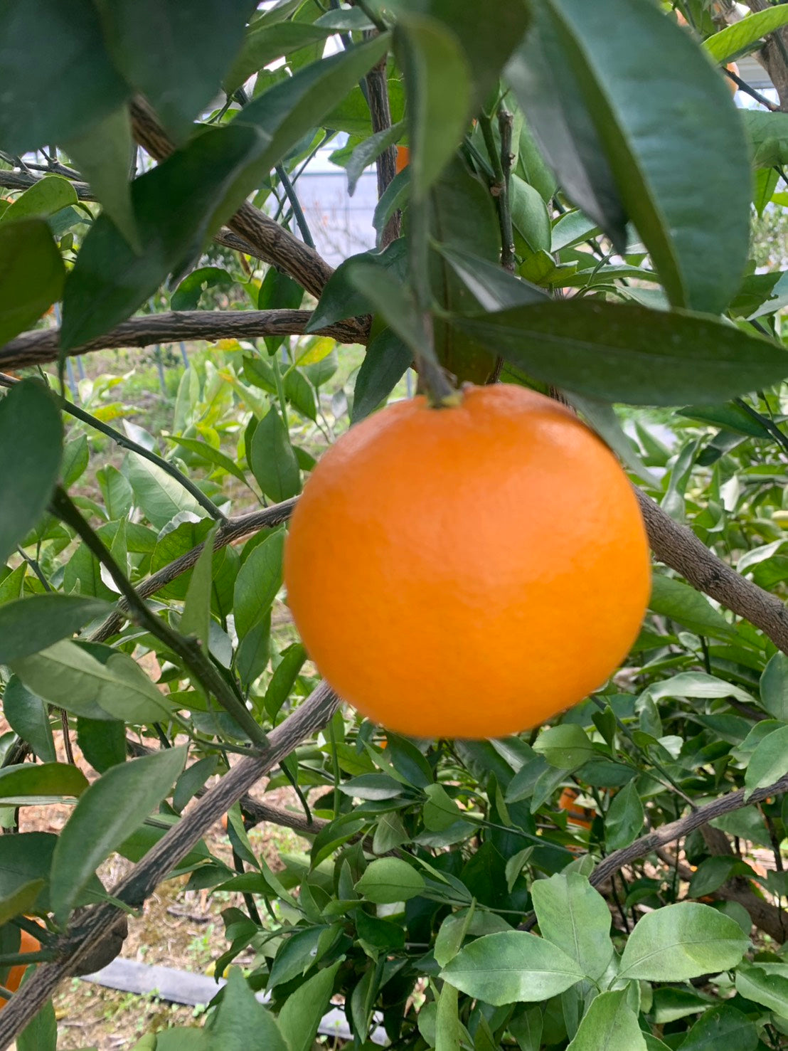 春物オレンジの新星“あすみ”。化粧箱入り（2Lサイズ×12個　約2,5kg )。５名様限定！しかも２月２０日（金）正午までの期間限定！人気のせとか、甘平、そして新星のあすみちゃん！貴方は何派？