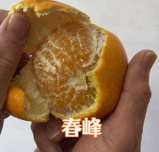 会員募集中！Orange Club 2026～2027｜満喫編（10〜翌4月）｜旬のみかん、春物オレンジを月1回、7カ月間、お届けするサブスクです