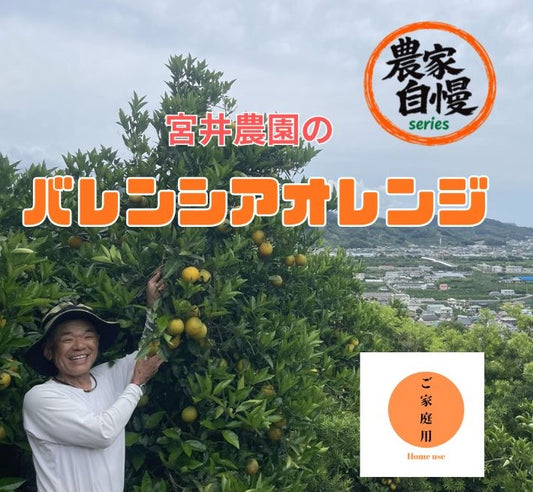 農家自慢シリーズ｜和歌山・宮井農園のバレンシアオレンジ｜青く見えて完熟、爽やかな初夏の甘さを樹上完熟で直送.ちょっぴり訳ありお買い得！