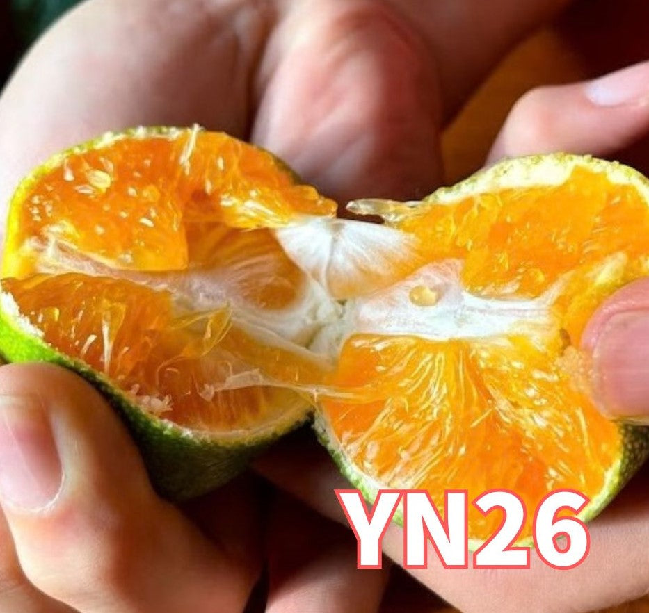 秋の味くらべ｜YN26 2kgと味心の2Lたねなし柿5個 詰め合わせ