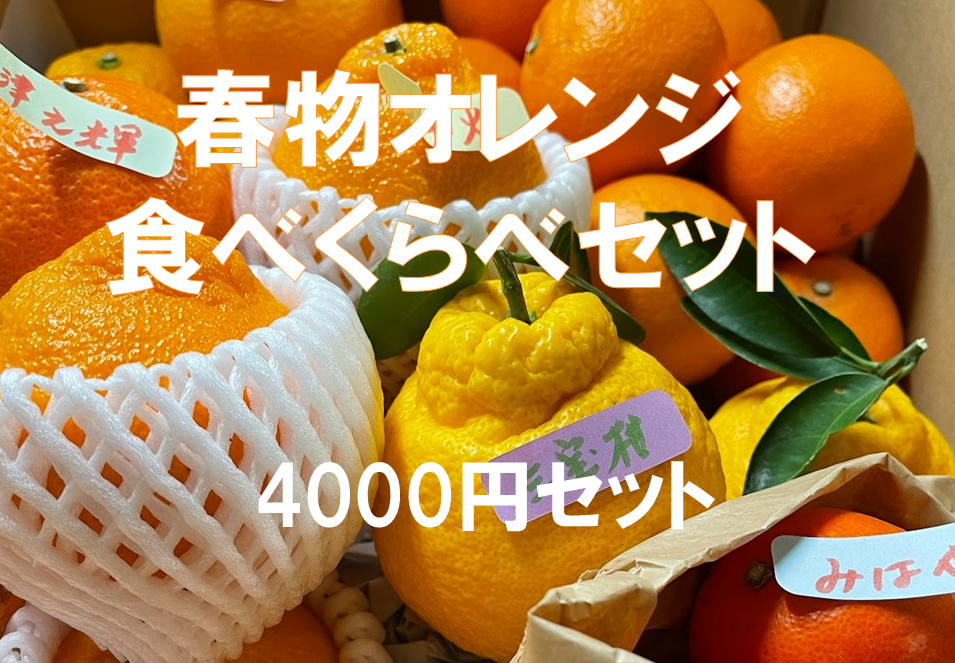 先行予約！おまかせ春物オレンジの食べ比べセット（4000円セット）