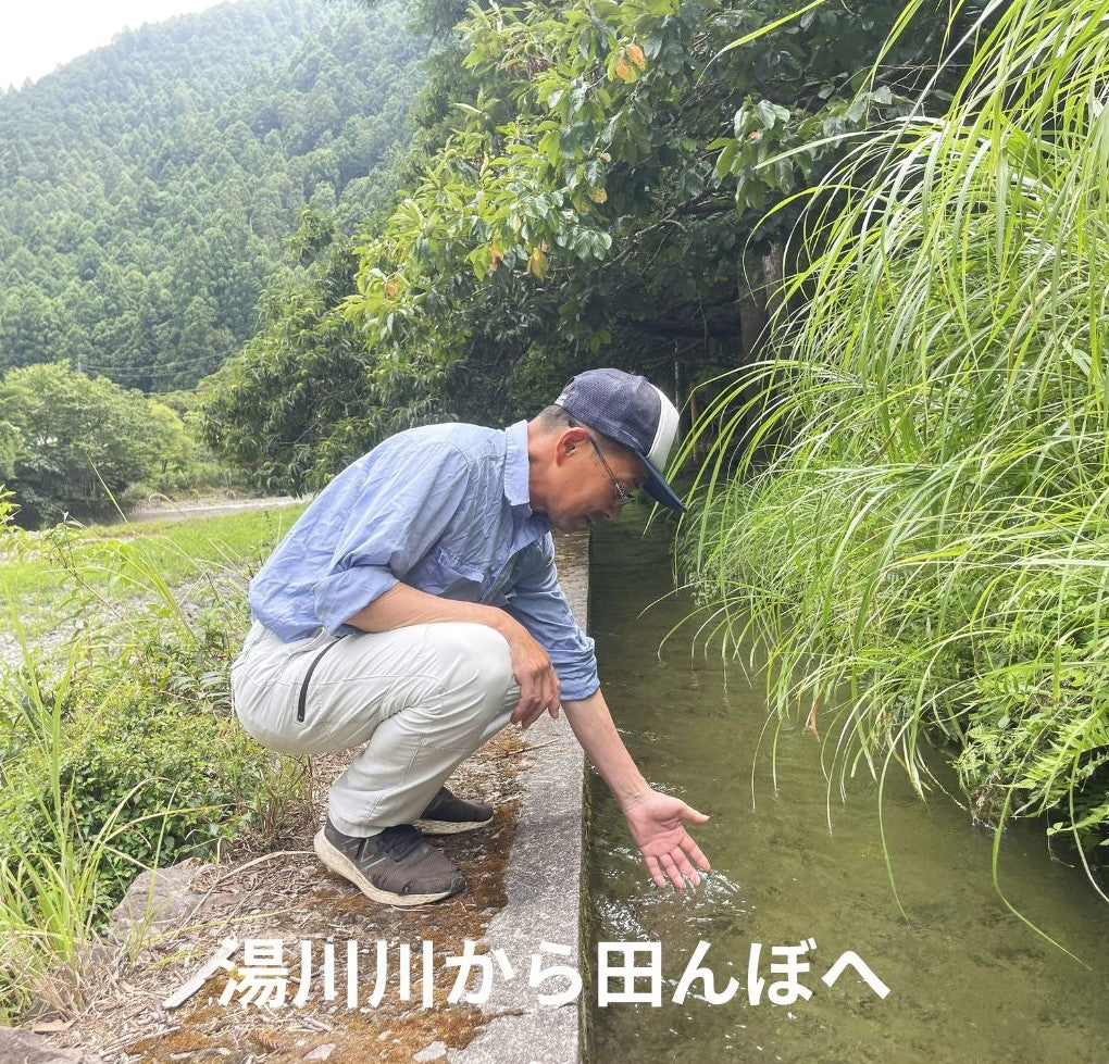 紀伊山地の源流が育む清水の新米キヌムスメ｜湯川せせらぎ農園5kg/10kg