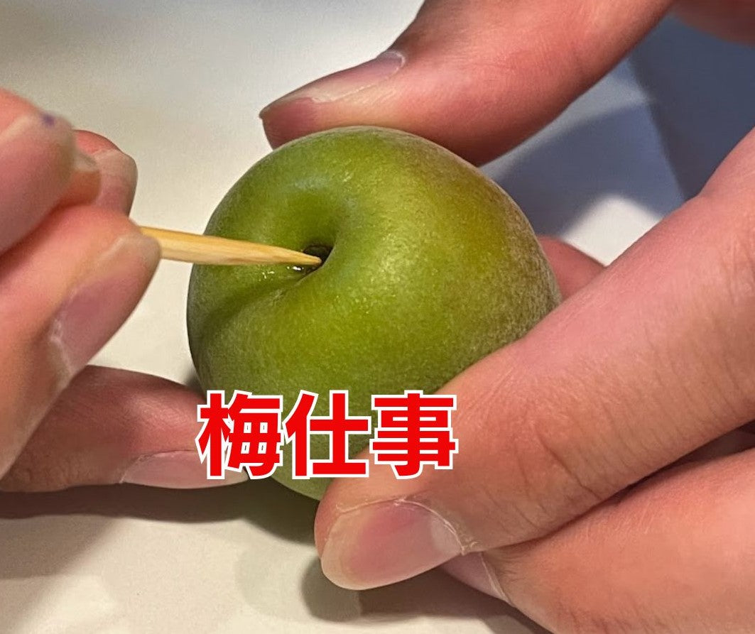 【先行予約！】数量限定！紀州南高梅 青梅 L～2Lサイズ 優品 1kg / 2kg /3kg / 5kg / 10kg