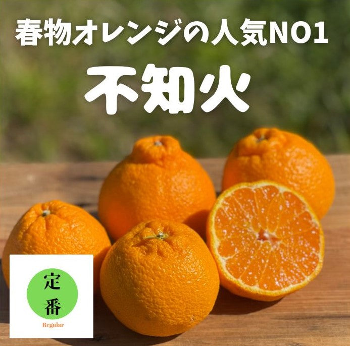 有楽町交通会館マルシェでも人気です！不知火とはるかの食べ比べセット