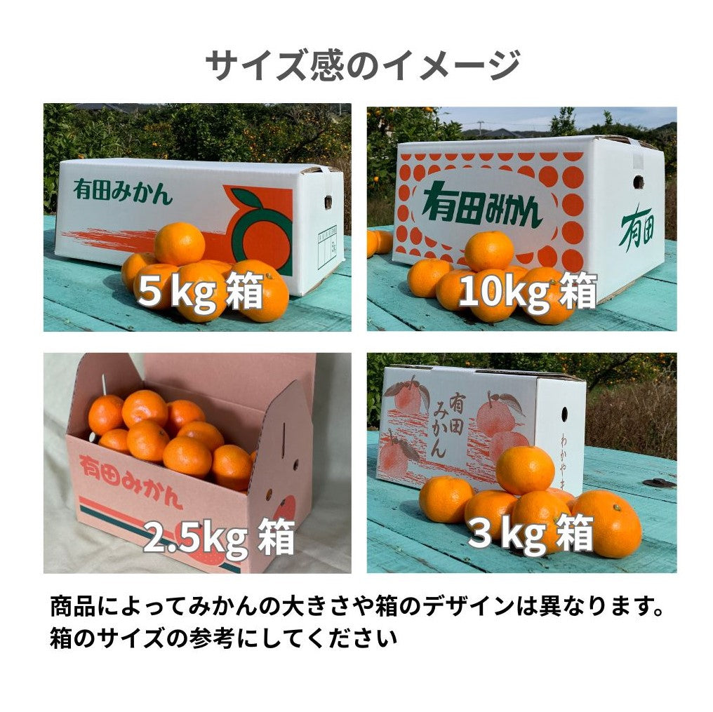 農家自慢｜ファンキーオレンジが仕上げた極早生みかんYN26｜海と太陽と潮風がつくる“ファンキーな旨味”